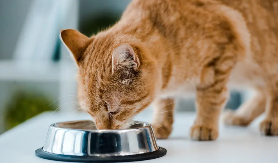 Nutrition - Écuelles - Fontaines à eau pour chats